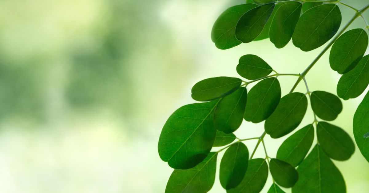 Organic Moringa Leaves